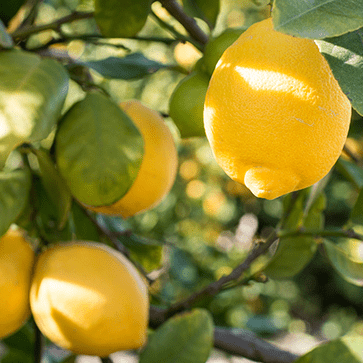 Aceite esencial de lim&oacute;n