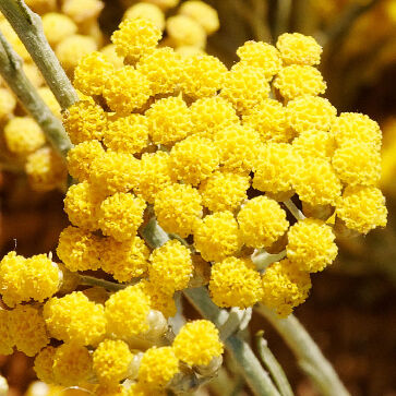 Agua Floral de Siempreviva Orgánica
