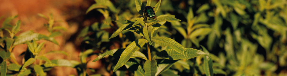 ingrediente verbena