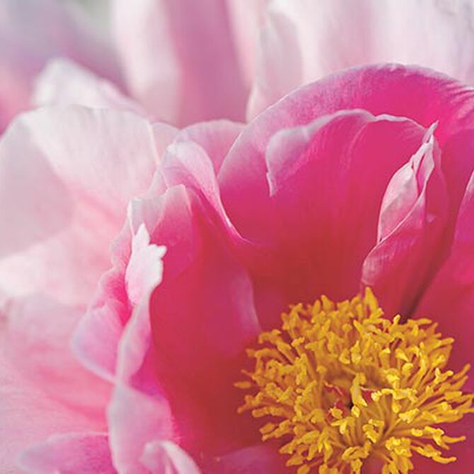 pivoine