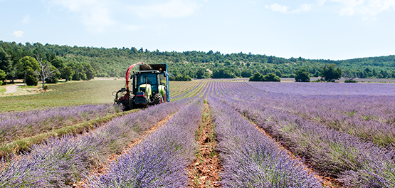¿Cuándo se recolecta la Lavanda?
