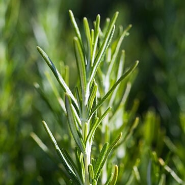 Aceite esencial de romero