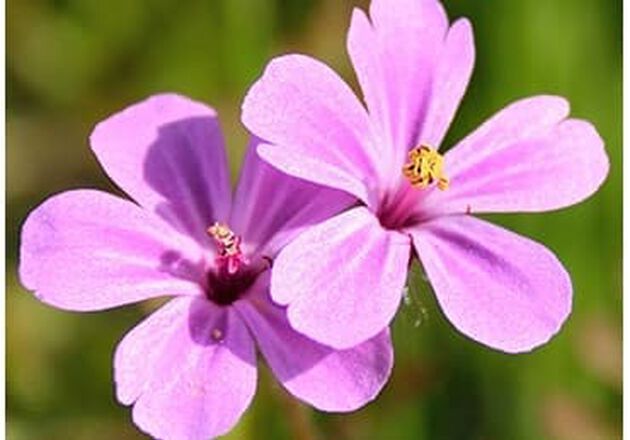 aceite esencial flores de geranio
