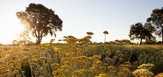 campos soleados