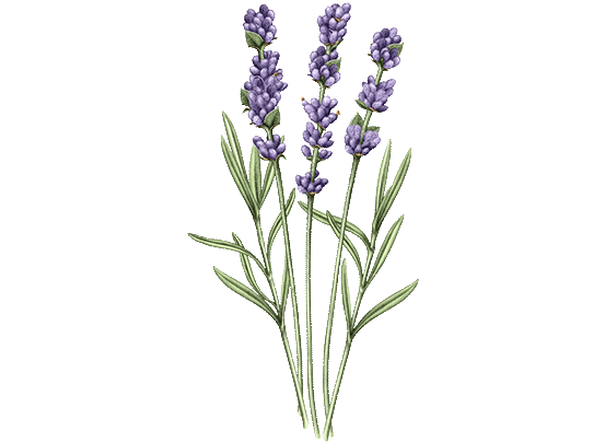 Lavender_Collection.png