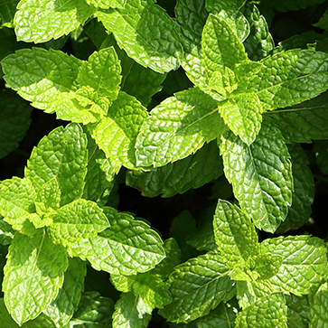 Aceite esencial de menta