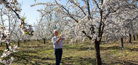 almendros