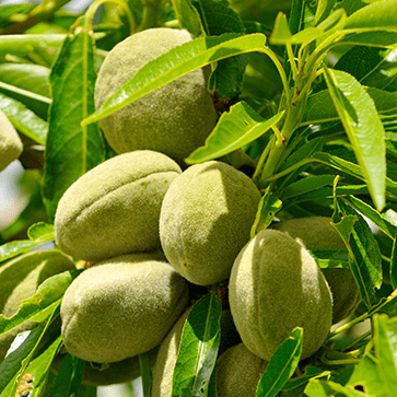 Leche de almendra