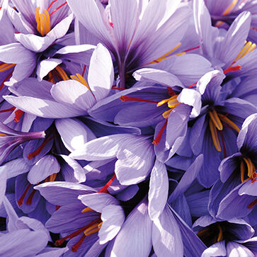 Extracto de flor de azafrán