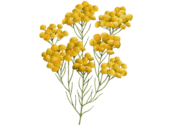 Immortelle_Collection.png