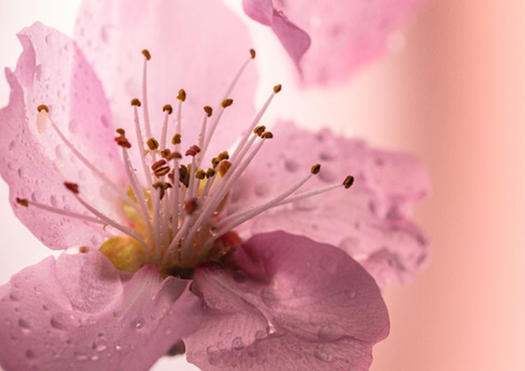 ingrediente flores de cerezo