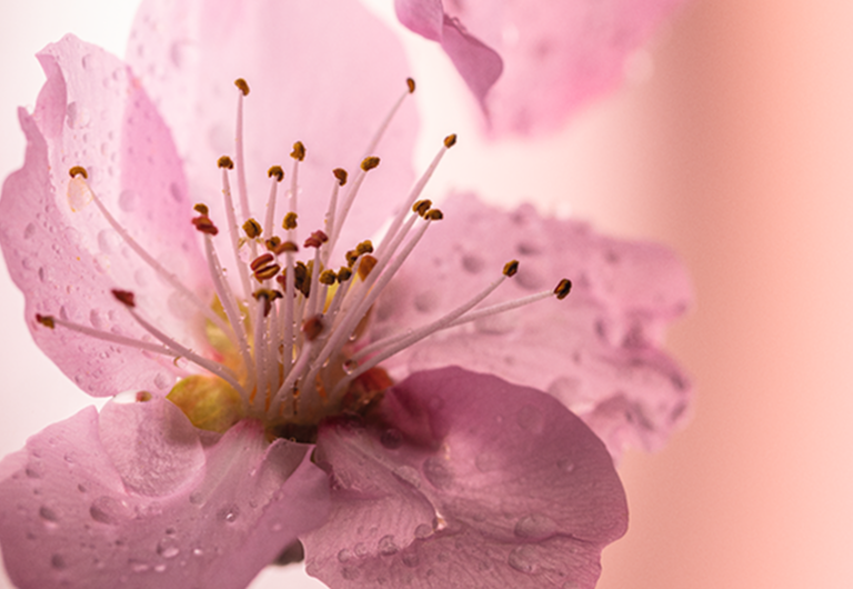 Flores de Cerezo