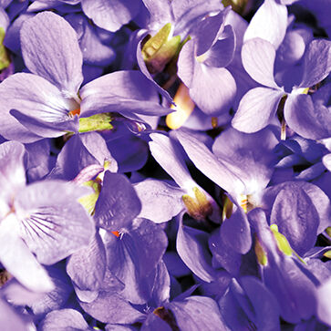 Extracto de violeta