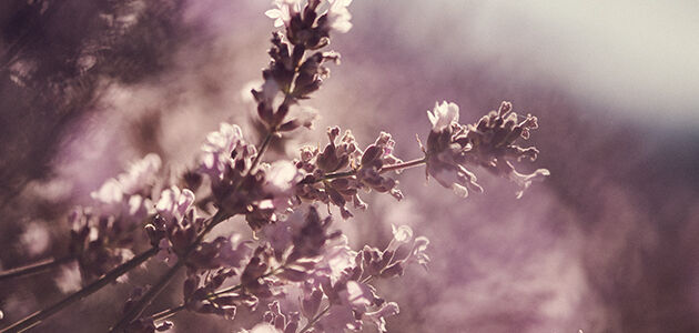 una flor con mil virtudes