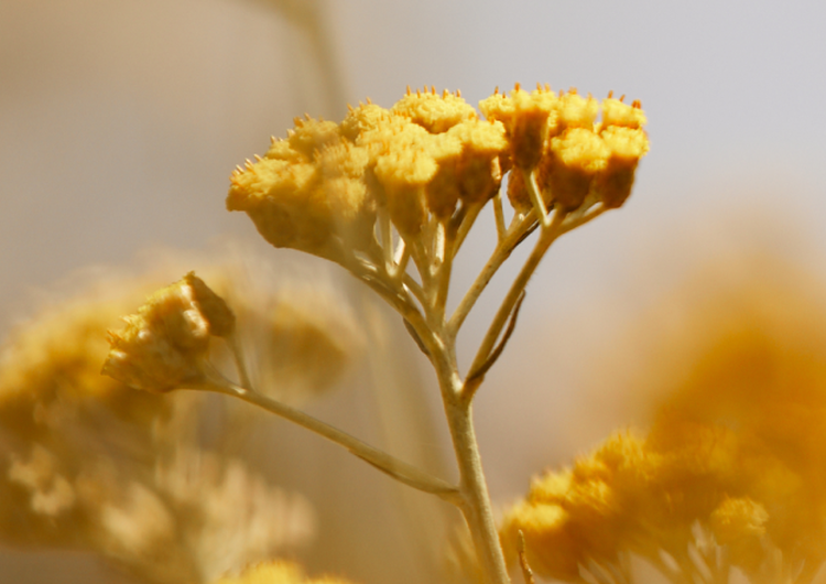 Flores de Siempreviva
