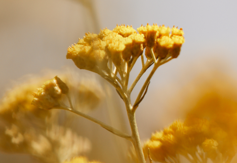 Flores de Siempreviva