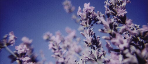 ¿Cómo ayuda L'OCCITANE a proteger la Lavanda?