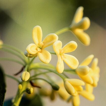 Todo sobre Osmanthus