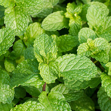 Aceite Esencial de Menta