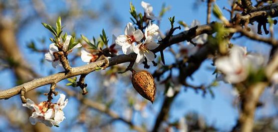 almendros en flor