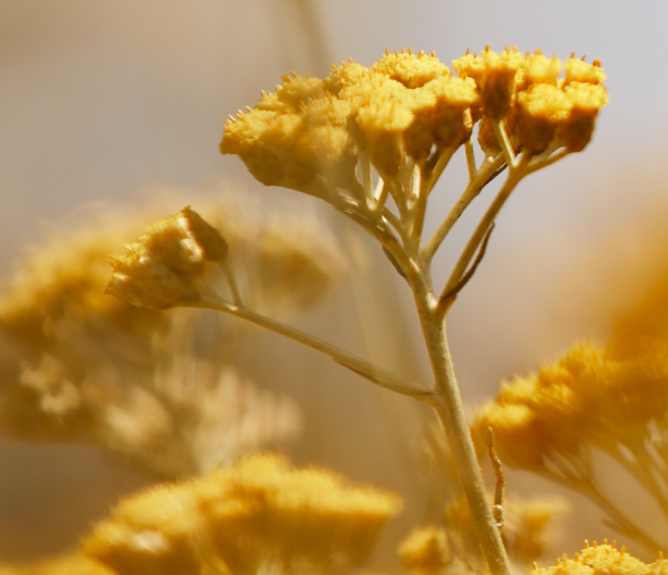 Flores de Siempreviva