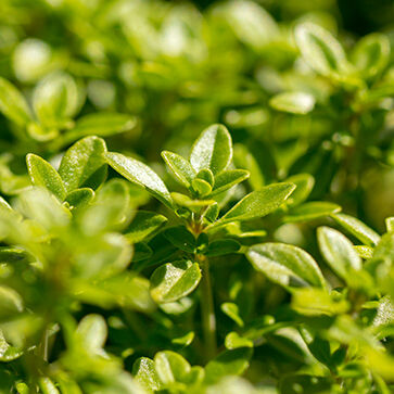 Aceite esencial de tomillo
