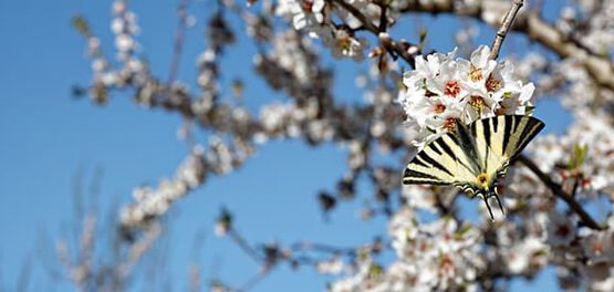 mariposa de almendros