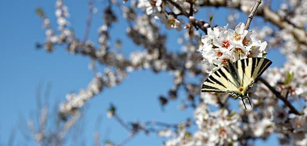 mariposa de almendros