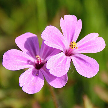 Aceite esencial de hoja de geranio