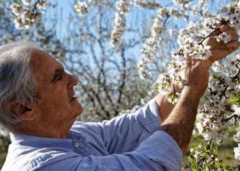 Nuestro productor de almendras
