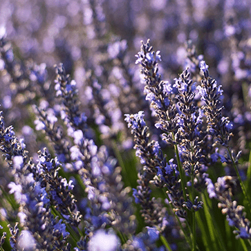 Aceite esencial de lavanda