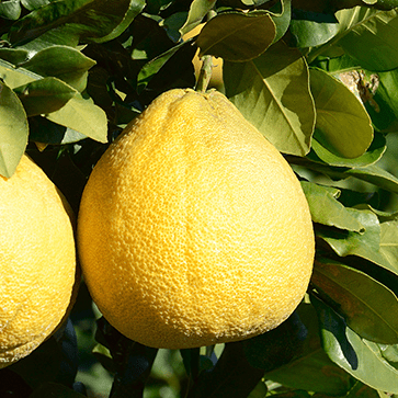 Extracto de pomelo