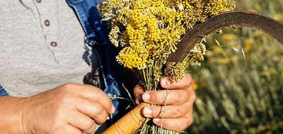 cultivar la siempreviva