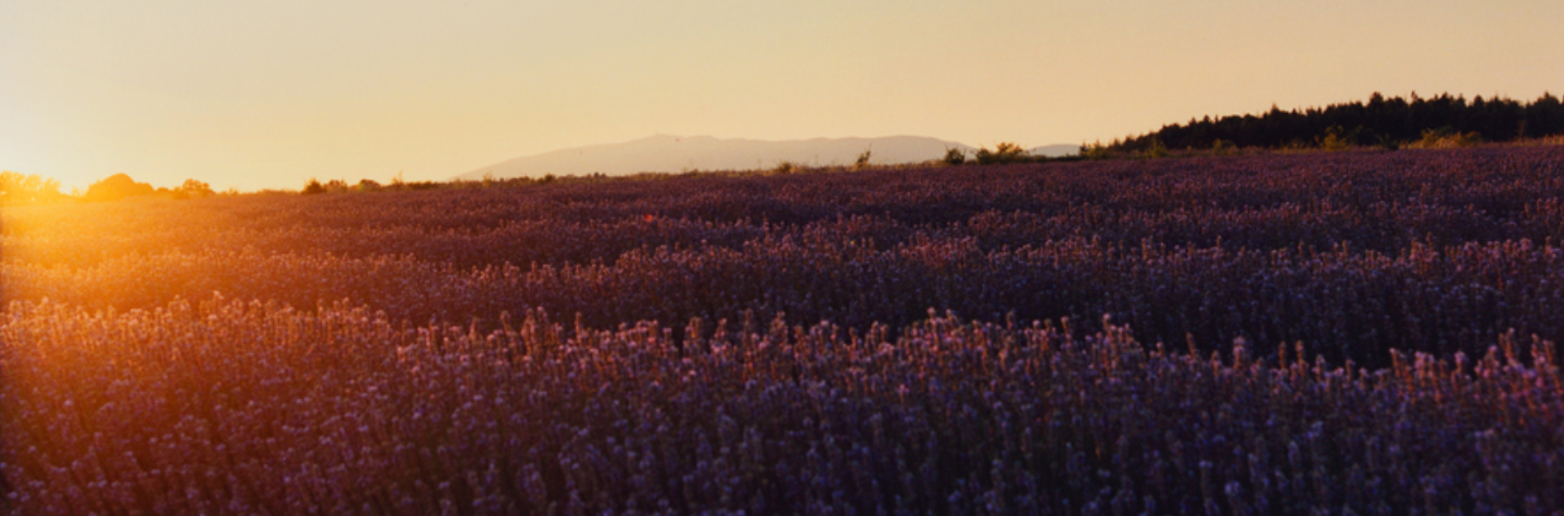 coleccion lavanda