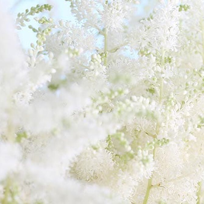 BLANCA COMO LA NIEVE