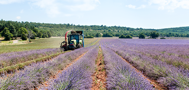 ¿Cuándo se recolecta la Lavanda?