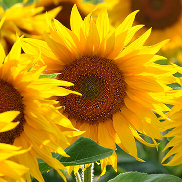 Aceite de girasol