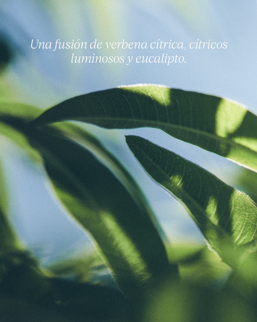 Vista 7/9 de Jab&oacute;n L&iacute;quido de Manos y Cuerpo Verbena, , RECT