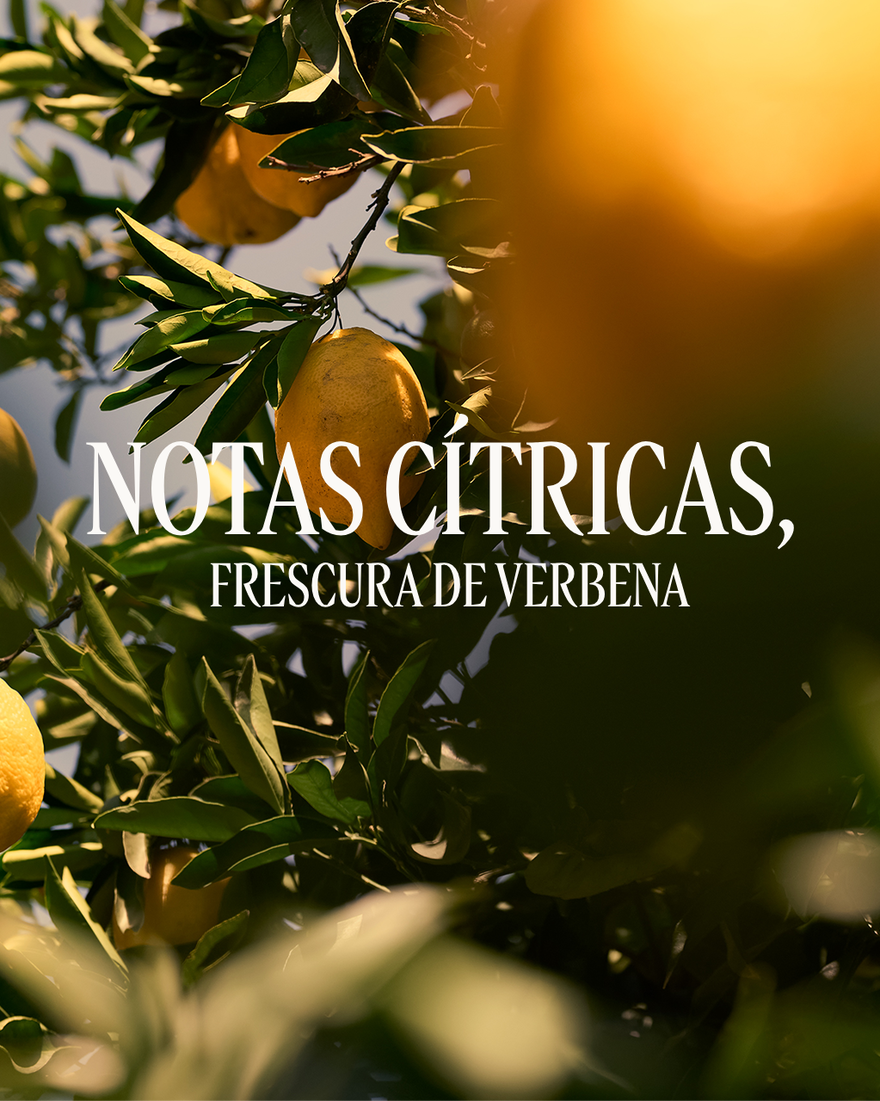 Desodorante Stick Verveine Agrumes (Verbena Cítricos) | L'Occitane